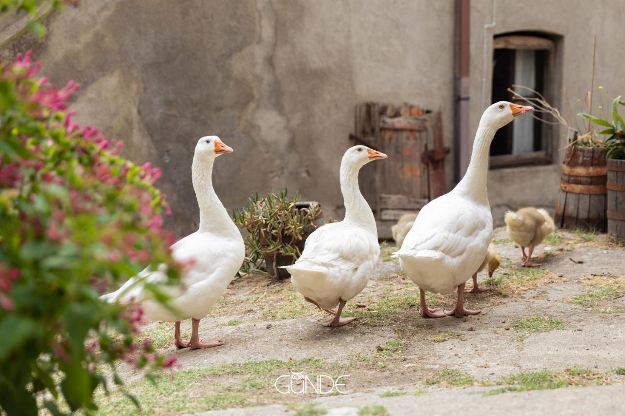 La casa contadina nel paese delle fiabe Appartamento Roccalvecce Esterno foto